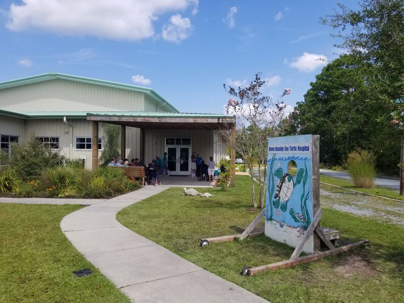 Sea Turtle Conservation Creates Hope