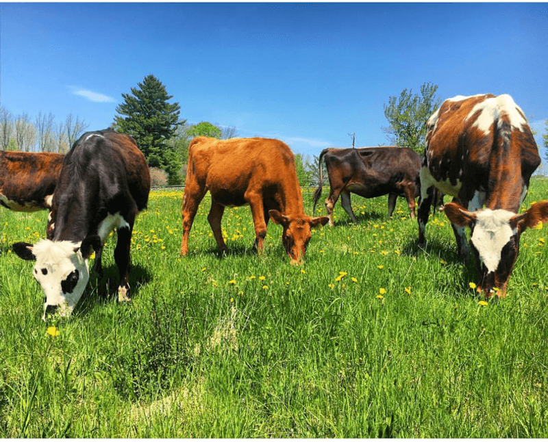 12 New Hampshire Grocery Stores Known For Fresh Cuts And New England Farm Quality - Decor Hint Brookford Farm