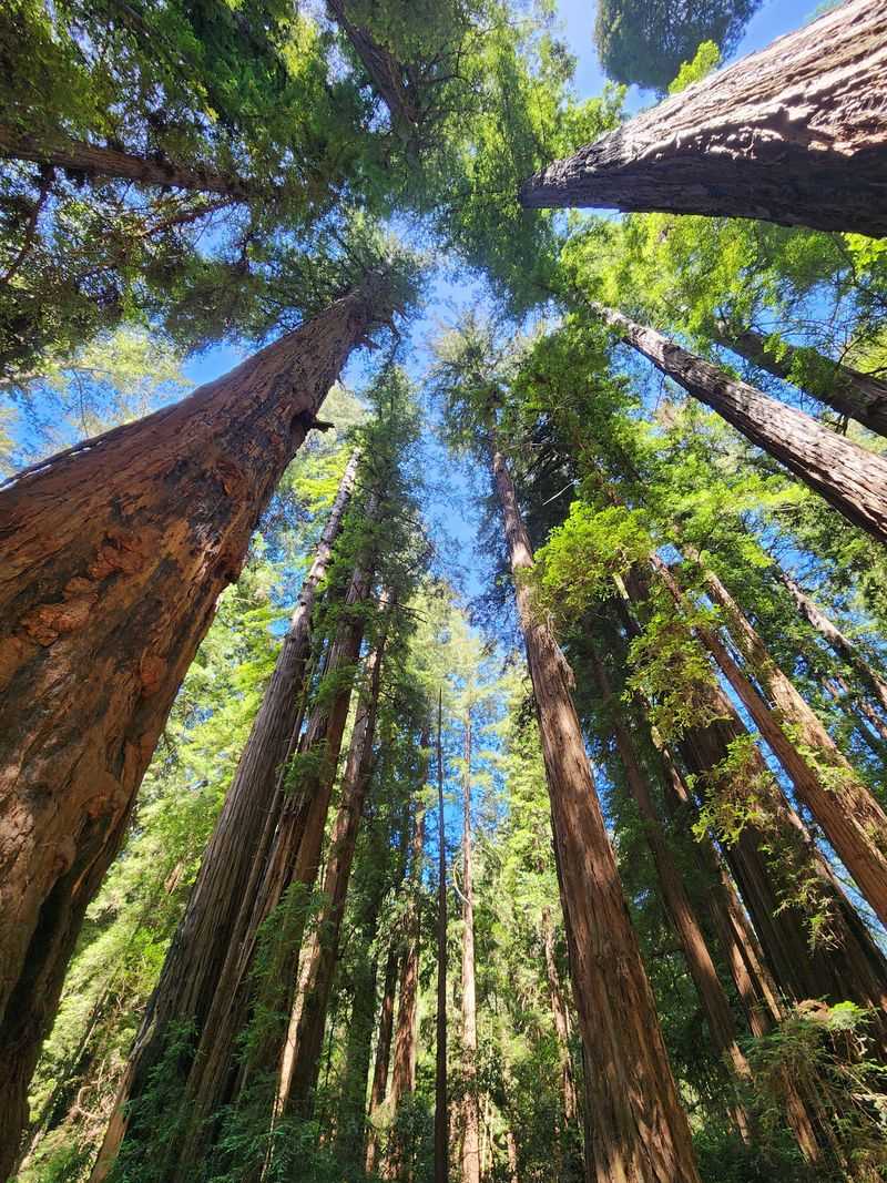 Santa Cruz Mountains Skyline Boulevard