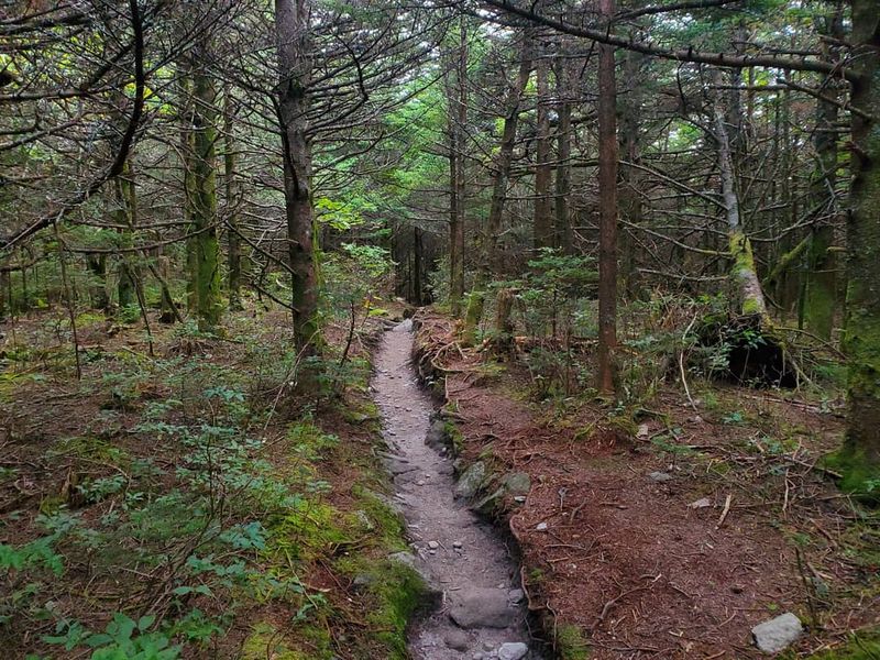 Grandfather Trail To Calloway Peak