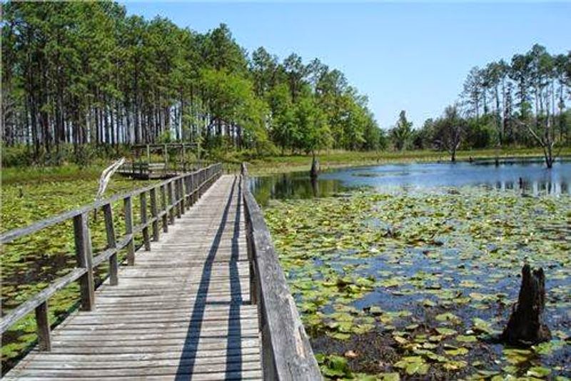 My Go To Park In Georgia For Wildlife Viewing Is Seminole State Park And This Is 15 Reasons Why It's So Special - Decor Hint Incredible Alligator Population