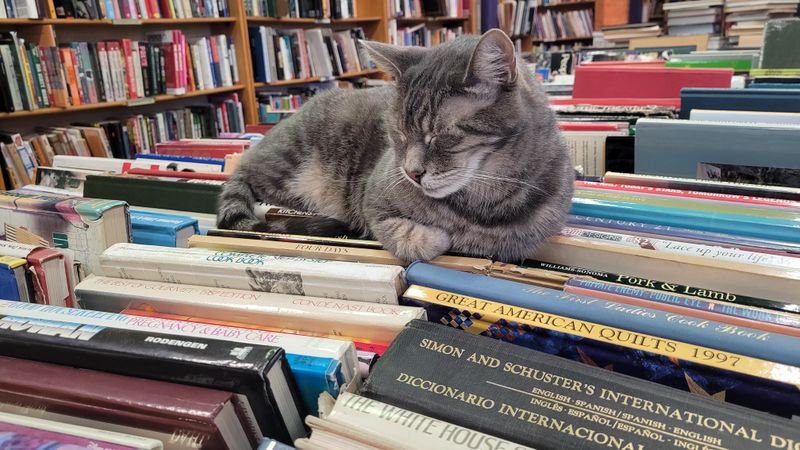 Two Resident Cats Named Apollo And Zeus