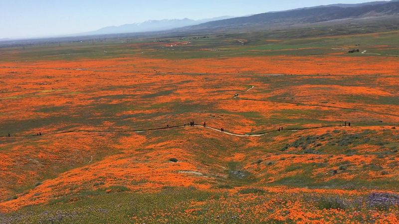 Weekend Crowds Require Patience During Peak Bloom Season