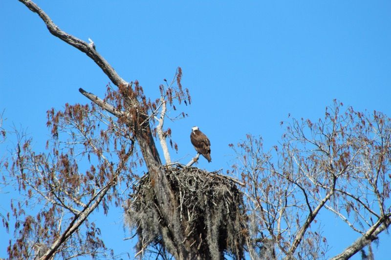 This Hidden North Carolina Lake Holds Mysteries You Have To See - Decor Hint Endemic Species Found Absolutely Nowhere Else