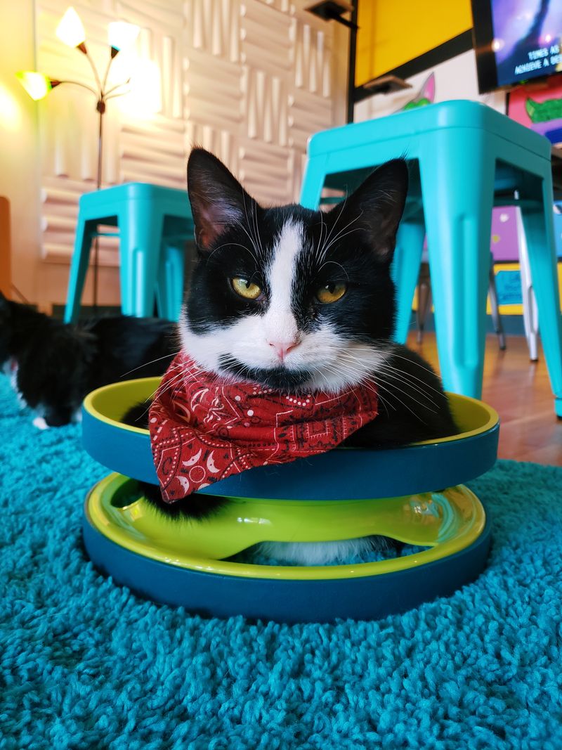 This North Carolina Rescue Cat Café Is Purr-fection In Every Sip And Snuggle - Decor Hint Partnership With Red Dog Farm Animal Rescue Network