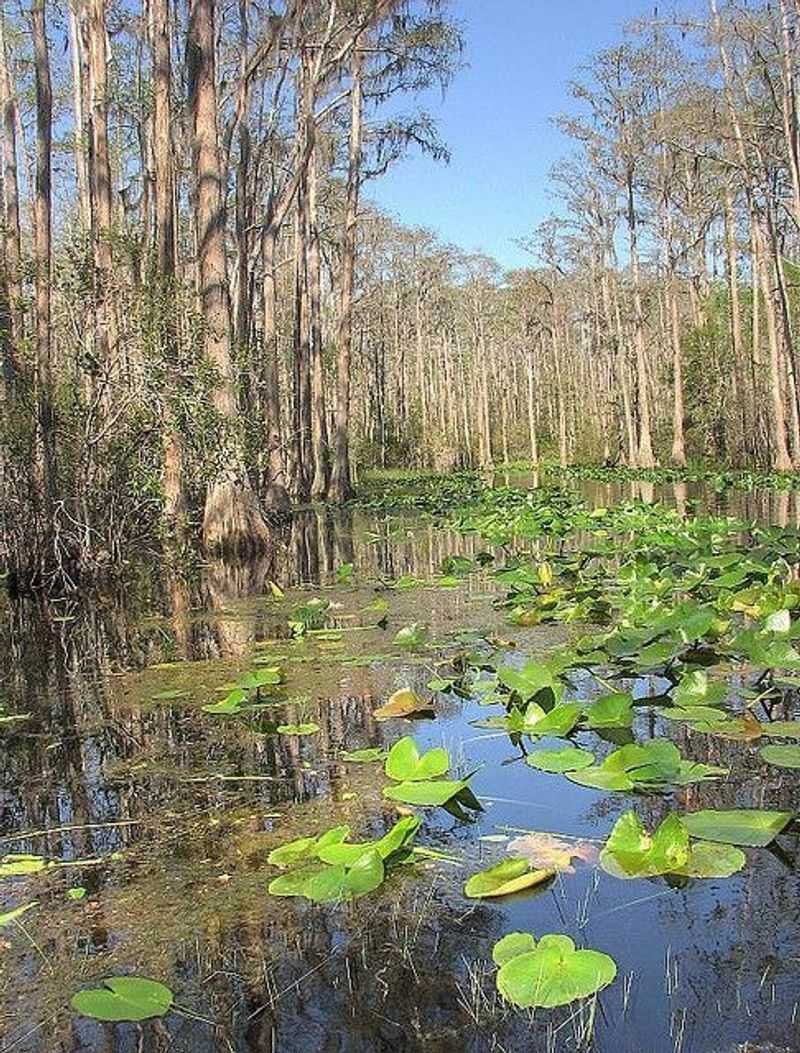 Okefenokee Swamp Park