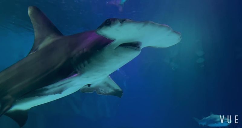 15 Reasons To Spend Your Next Weekend At The Georgia Aquarium - Decor Hint Beluga Whale Interactions