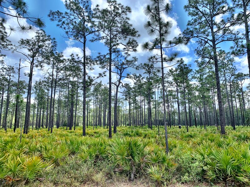 November: Okefenokee Swamp