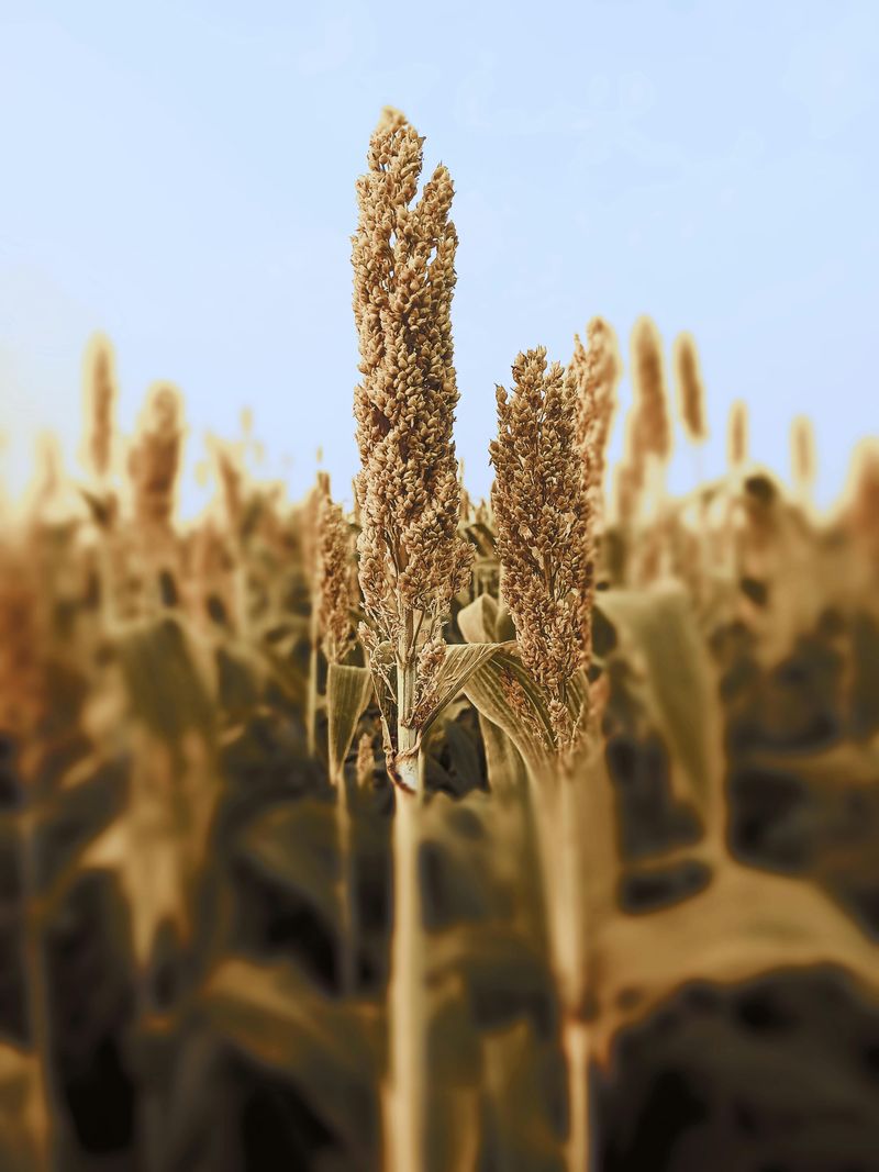 Sorghum