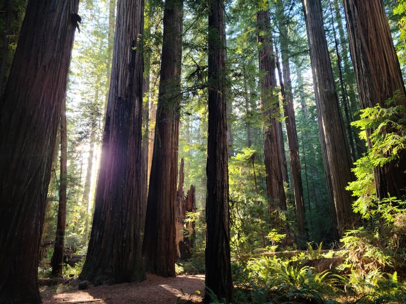 Redwood Forest Road Trip