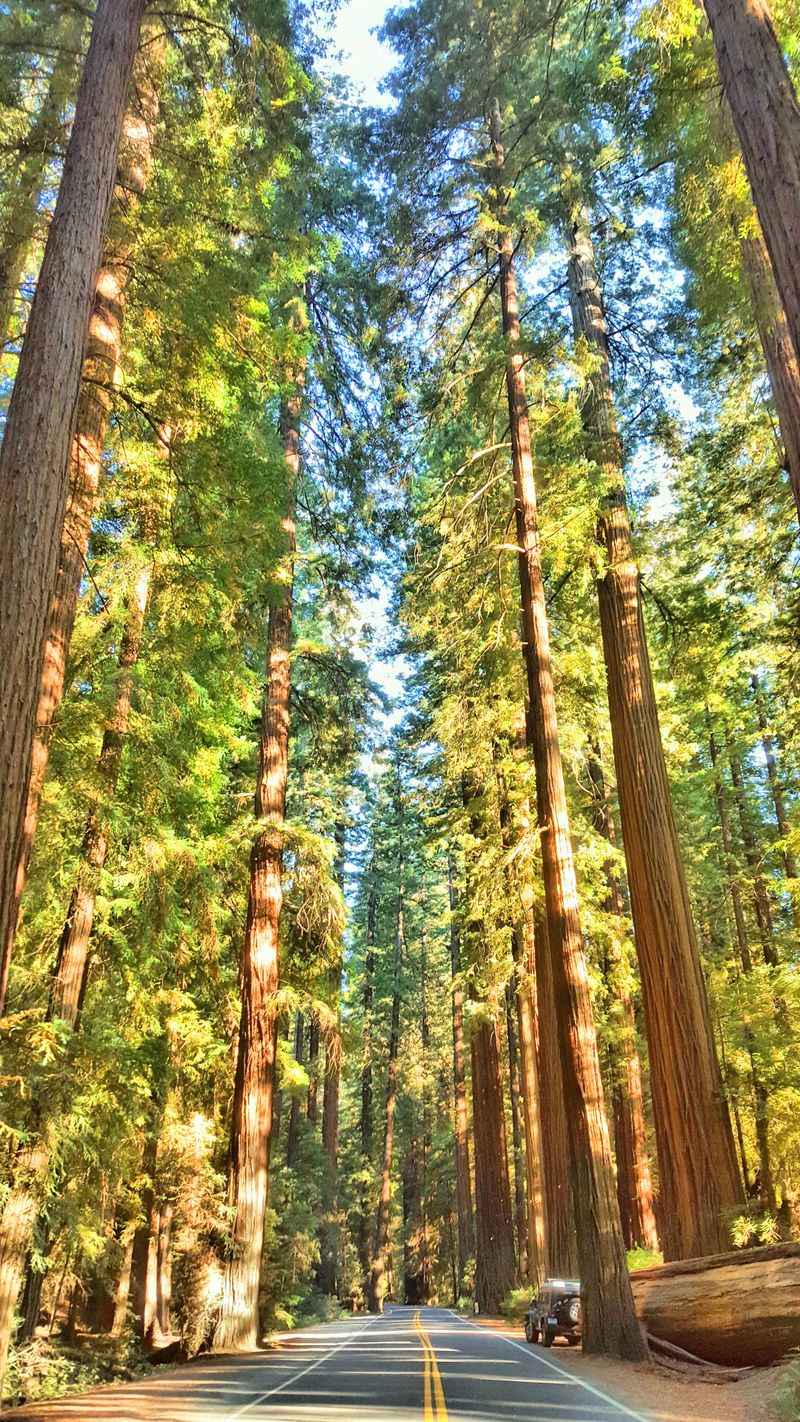 This 31-Mile California Drive Feels Like A Journey Through A Storybook - Decor Hint The Avenue Of The Giants Marathon