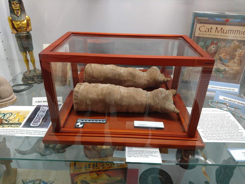 A Surprisingly Charming Cat Museum Is Hiding In North Carolina - Decor Hint Ancient Egyptian Cat Mummy From 300-30 B.C.