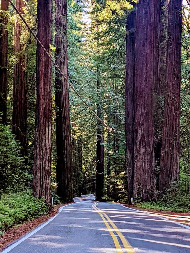 Redwood Highway 101 Through Humboldt