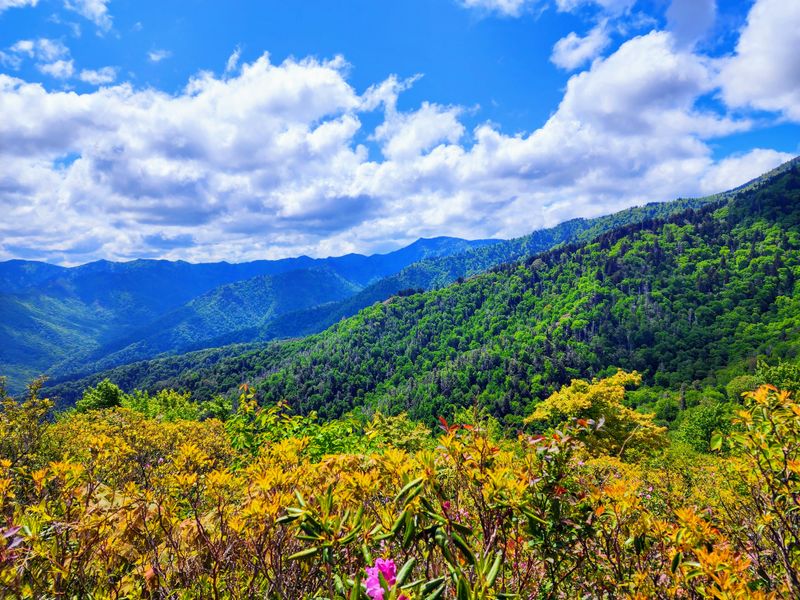 13 Rookie Mistakes To Dodge In North Carolina's Smokies - Decor Hint Ignoring The Stunning Scenic Drives Available