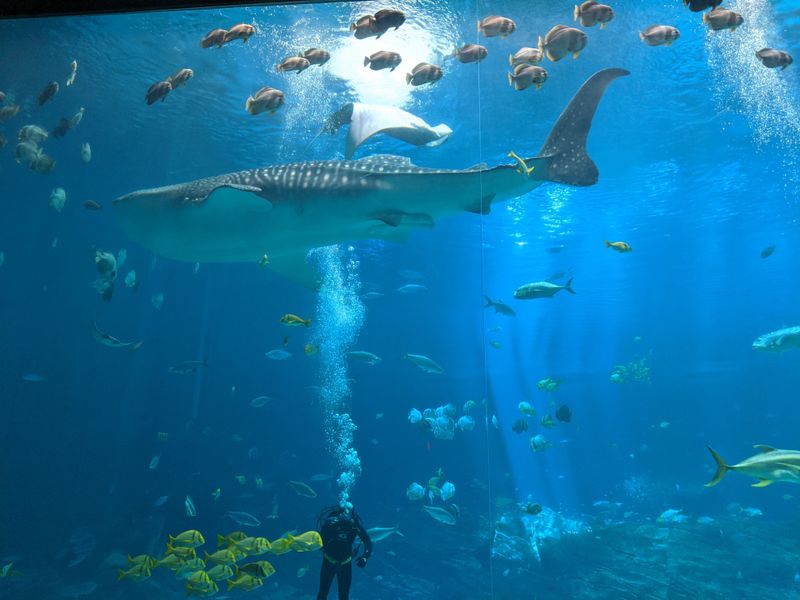 15 Reasons To Spend Your Next Weekend At The Georgia Aquarium - Decor Hint Ocean Voyager Tunnel Experience