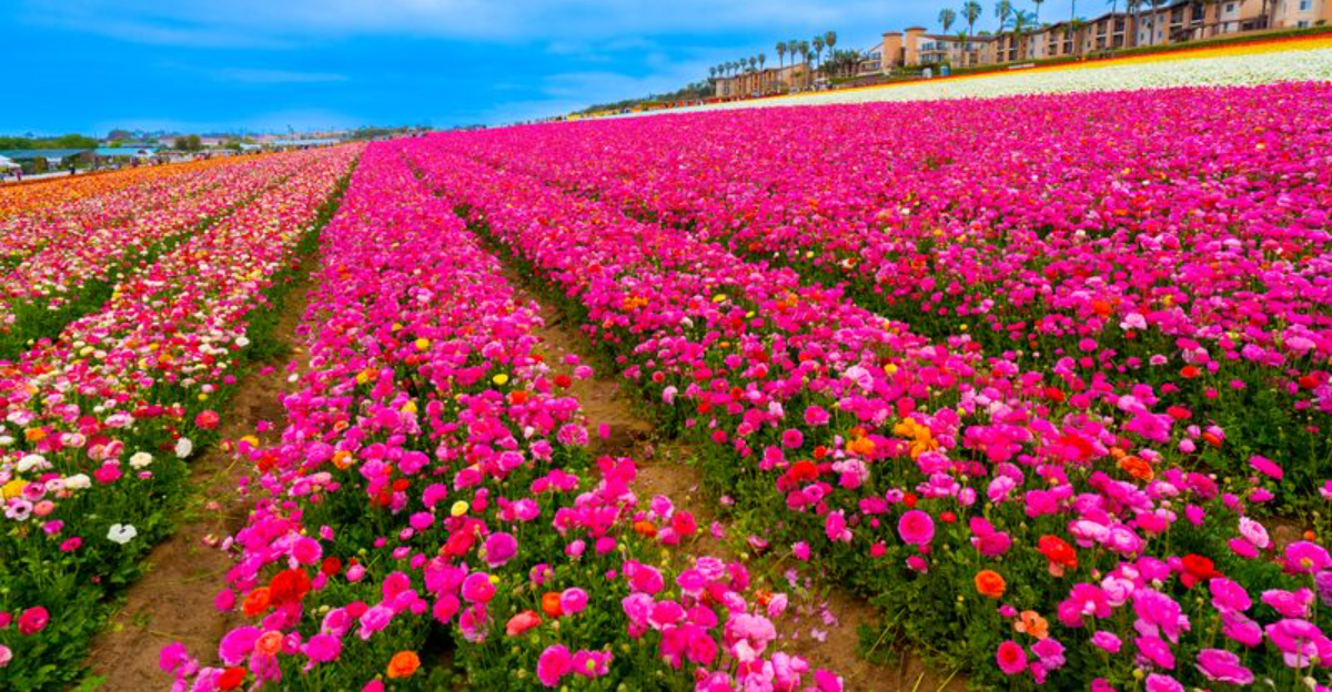 People Drive From All Over California To See This Picture Perfect Flower Field - Decor Hint