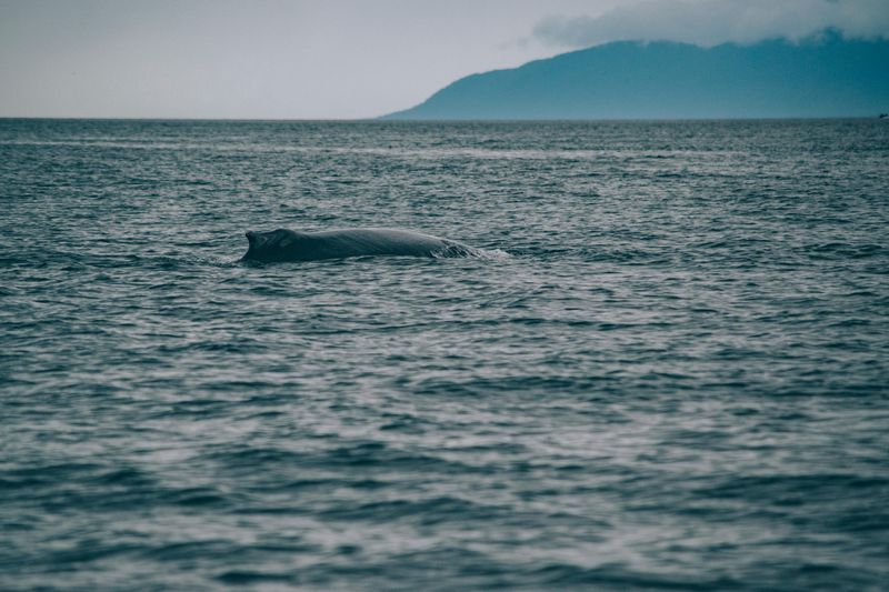 Gray Whale Migration Creates Spectacular Viewing