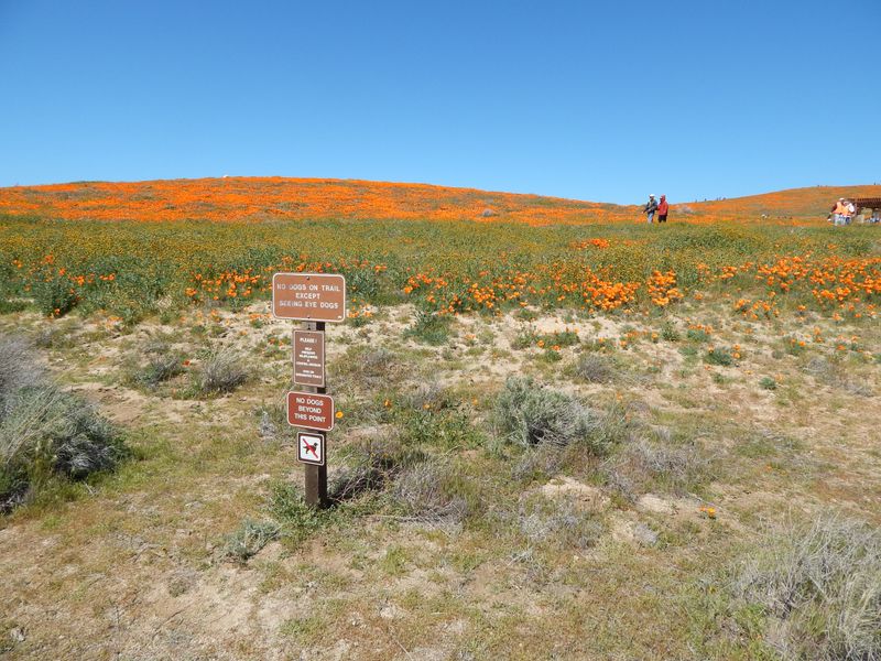 Visitor Guidelines Protect The Delicate Desert Ecosystem