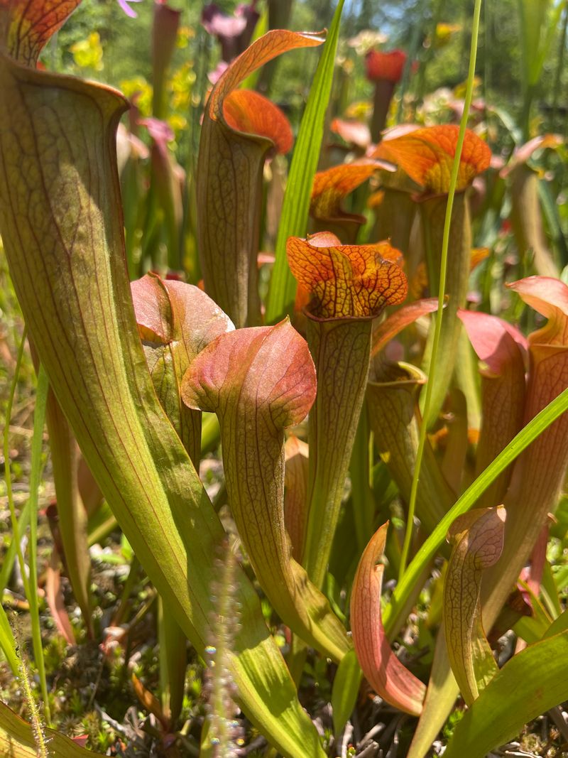 Carnivorous Plant Collection Fascinates All Ages