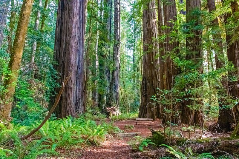 Redwood National And State Parks