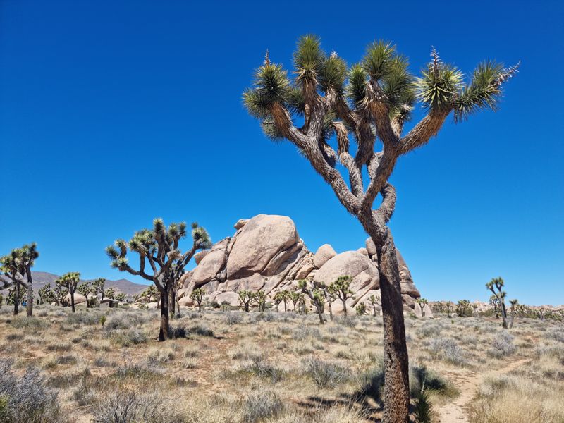Joshua Tree National Park
