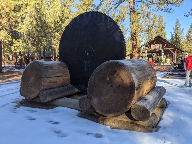 A 16-Foot Cross-Section From Oregon's Largest Douglas Fir