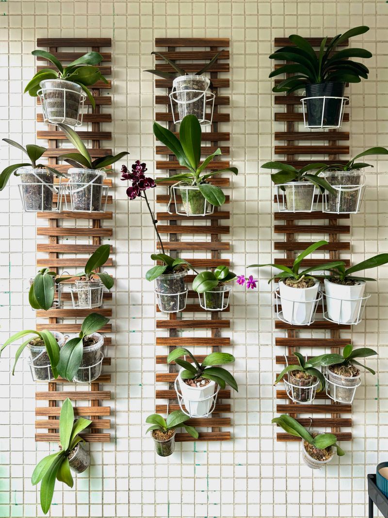 Indoor Plant Wall