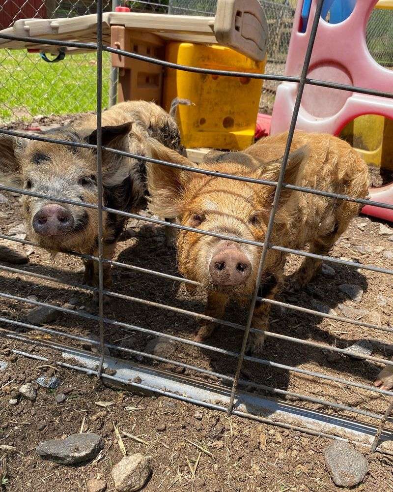 Farm Animal Petting Zoo