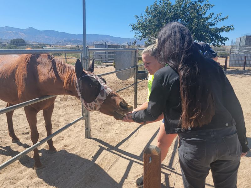 This California Sanctuary Is A One-Of-A-Kind Place To Get Up Close With Rescued Exotic Animals - Decor Hint Extreme Feed Events Create Connections