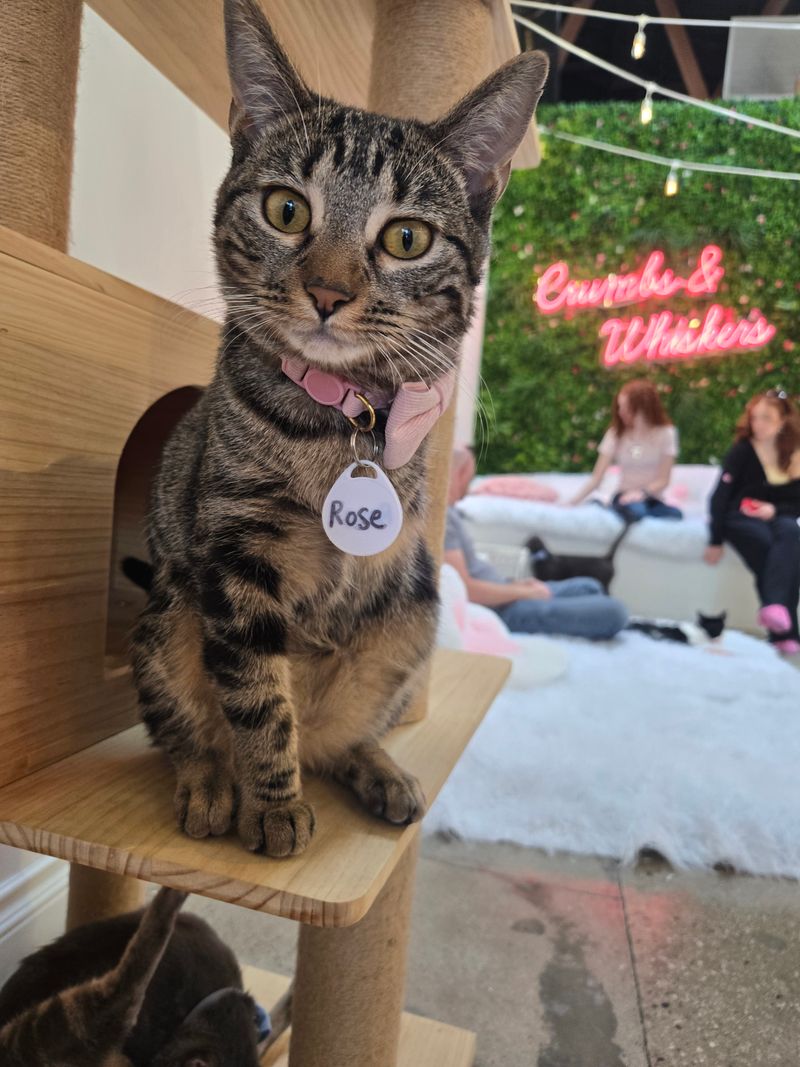 Impressive Community Impact