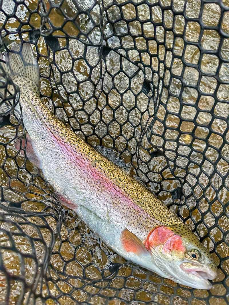 Trout Fishing In Mountain Streams