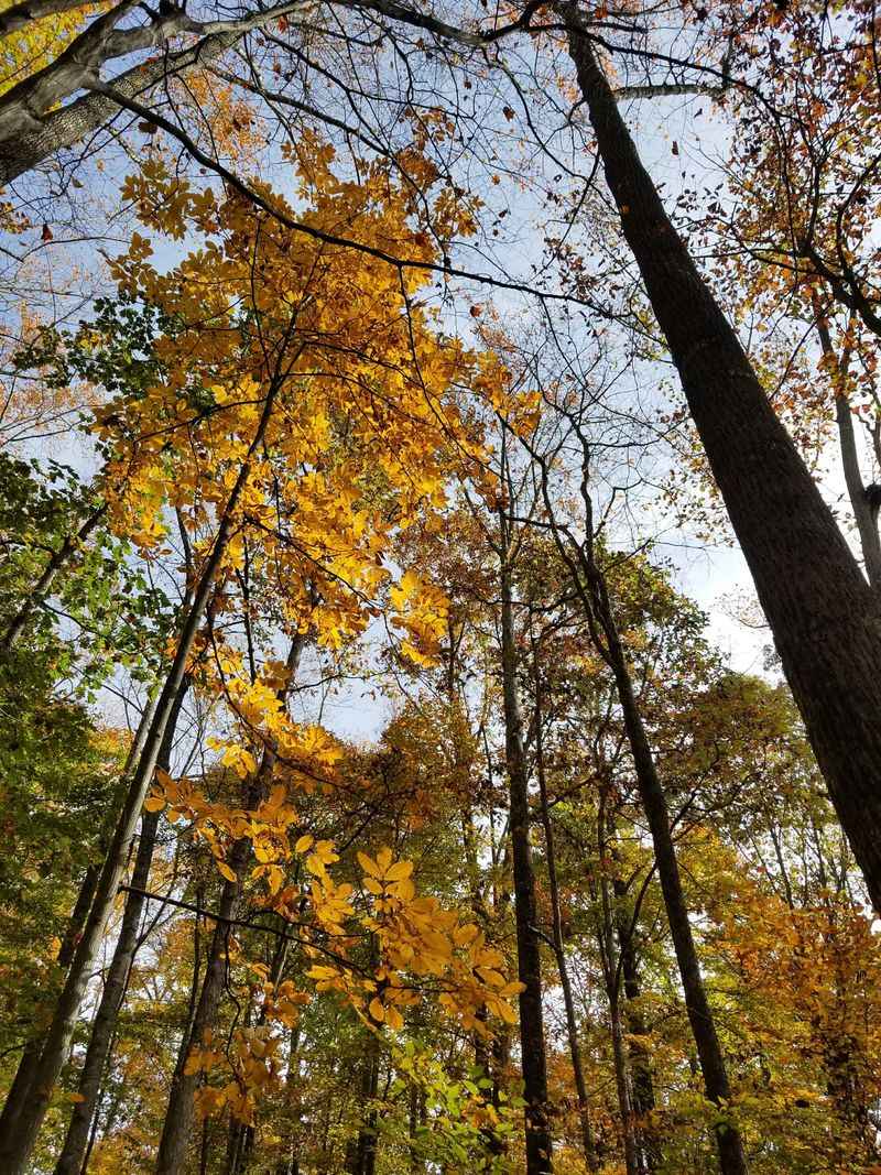 This Hidden North Carolina Trail Takes You To A Lost Ghost Town - Decor Hint Rhododendron Tunnels And Seasonal Beauty