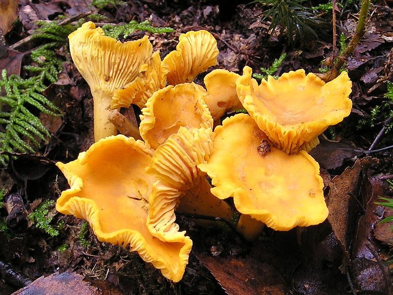 7 Iconic Oregon Foods That Define The State’s Flavor Identity - Decor Hint Chanterelle Mushrooms