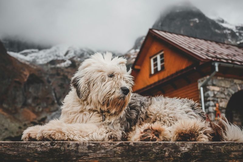 Pet-Friendly Mountain Cabin