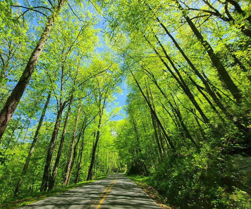 This Mountain Drive In North Carolina Feels Like A Roller Coaster With Views - Decor Hint Joyce Kilmer Memorial Forest: Cathedral Of Giants