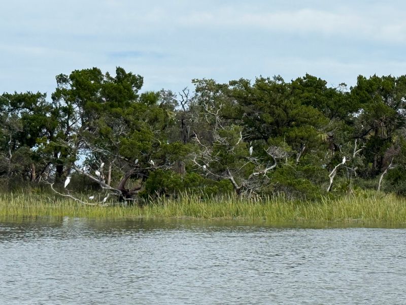 Wildlife Spotting Along the Marshlands