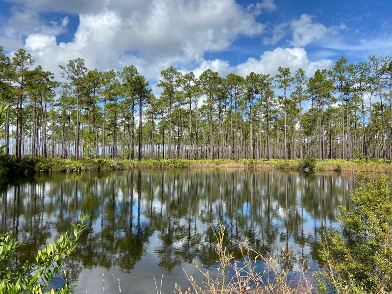 Okefenokee Swamp Boardwalks
