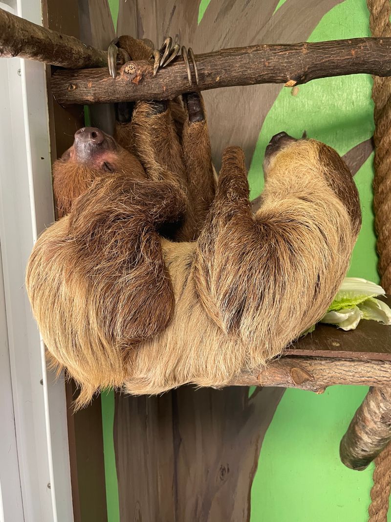 Touch And Hold Real Sloths
