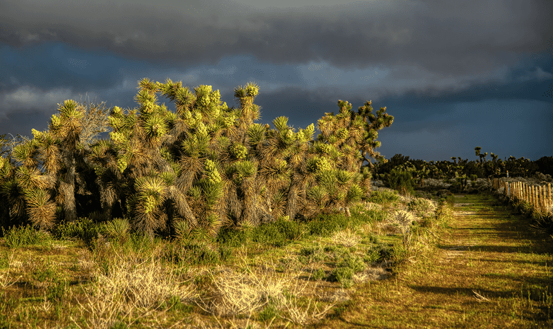 Nearby Arthur B. Ripley Desert Woodland State Park Extends Exploration