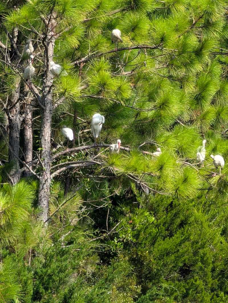 Birdwatcher's Haven With 250 Species