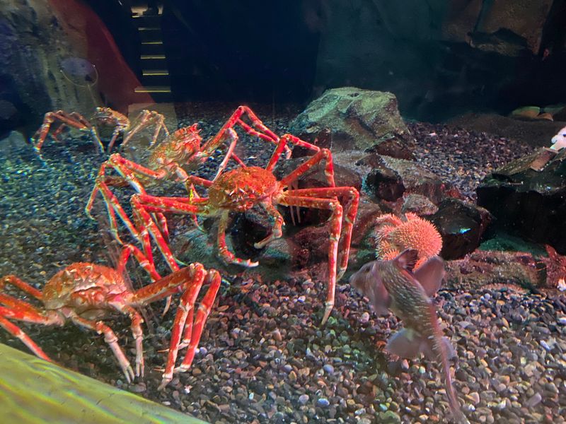 15 Reasons To Spend Your Next Weekend At The Georgia Aquarium - Decor Hint Conservation Education Programs