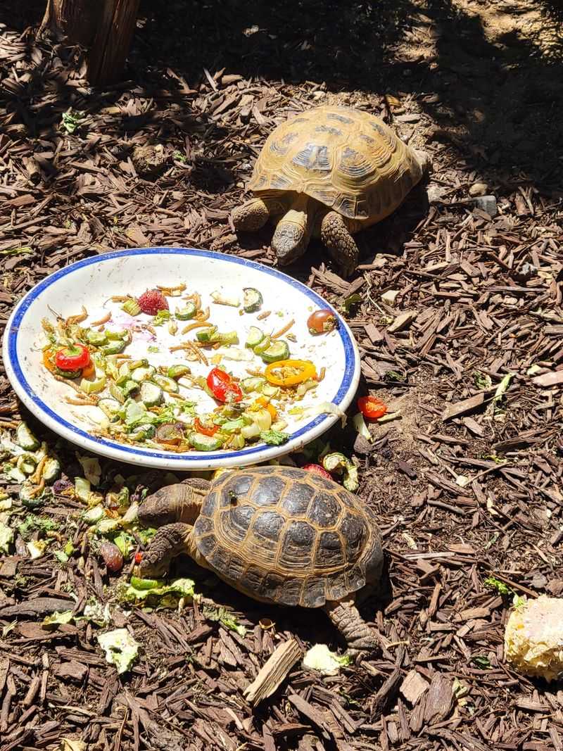 This California Sanctuary Is A One-Of-A-Kind Place To Get Up Close With Rescued Exotic Animals - Decor Hint Reptiles Receive Expert Attention