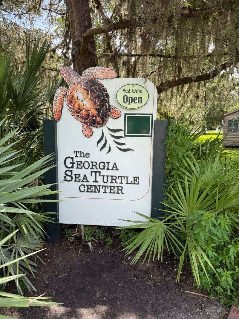 This Winter Hunt on Jekyll Island Is Turning Georgia Visitors Into Treasure Seekers - Decor Hint The Georgia Sea Turtle Center Sponsors Special Finds