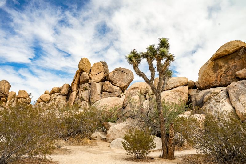 15 Epic California Road Trips You Need To Take That Belong On Your Bucket List - Decor Hint Joshua Tree Scenic Drives