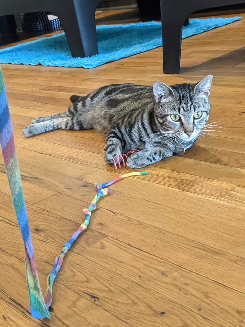 This North Carolina Rescue Cat Café Is Purr-fection In Every Sip And Snuggle - Decor Hint Impressive Adoption Success Record