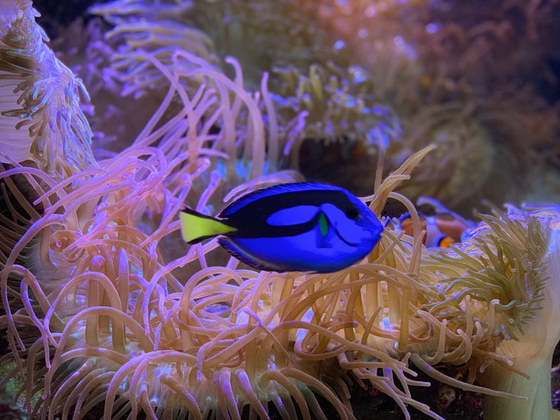 15 Reasons To Spend Your Next Weekend At The Georgia Aquarium - Decor Hint Photography Opportunities Everywhere