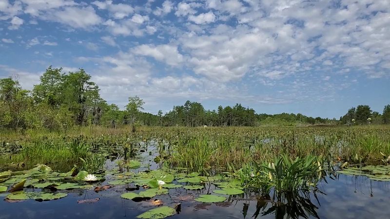 Okefenokee Swamp Wilderness