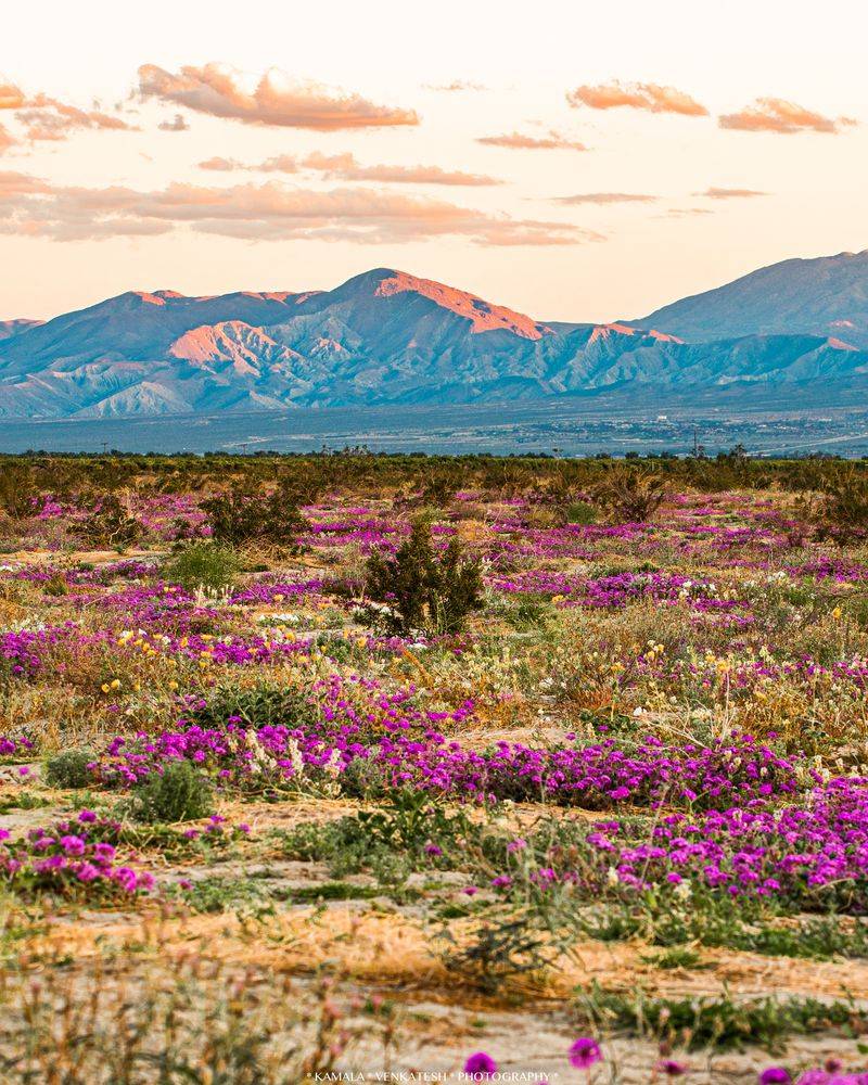 Desert Wildflower Super Blooms Begin