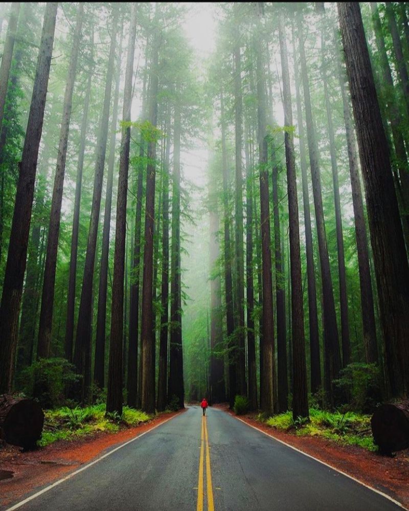 This 31-Mile California Drive Feels Like A Journey Through A Storybook - Decor Hint Home To Ancient Giants Over 1,000 Years Old