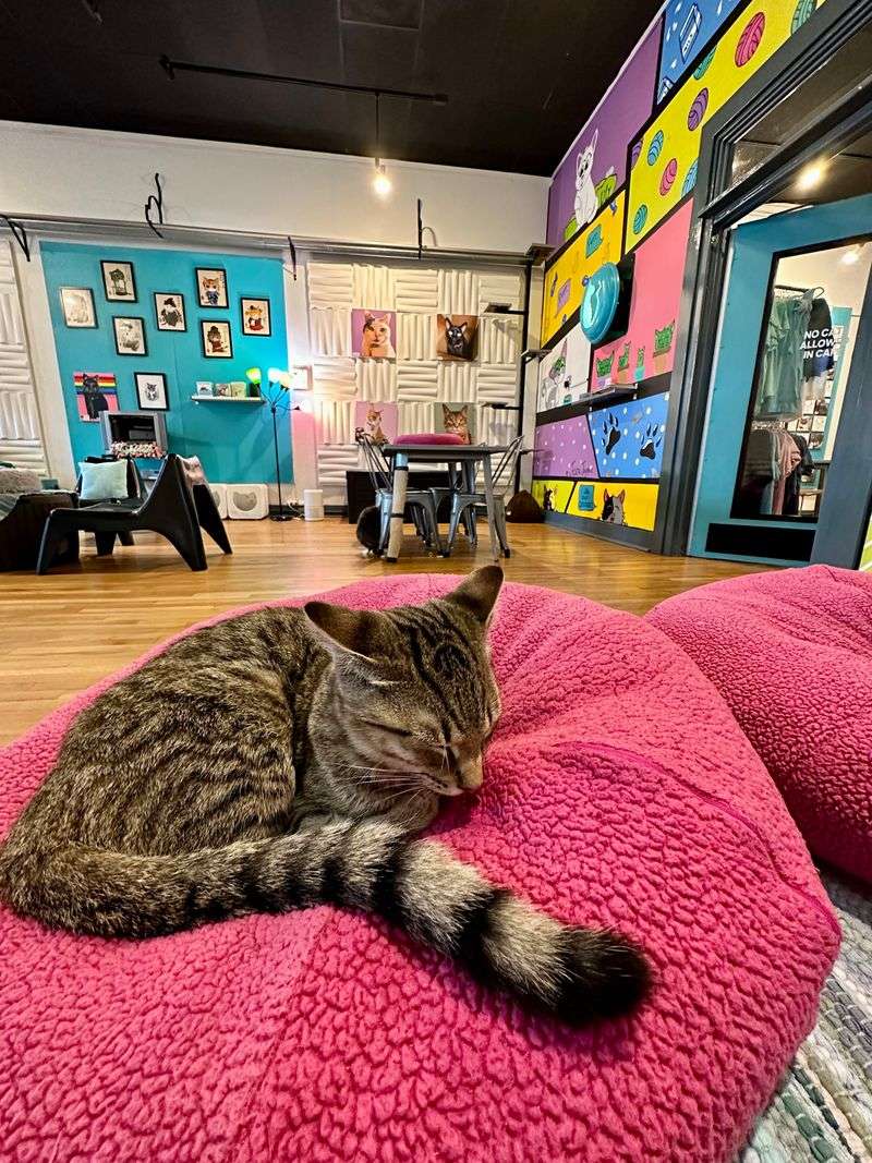 This North Carolina Rescue Cat Café Is Purr-fection In Every Sip And Snuggle - Decor Hint Membership Benefits For Regular Visitors